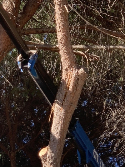 Sicurezza e incolumità pubblica: abbattimento di due alberi di pino nel viale del Cimitero di Carbonia