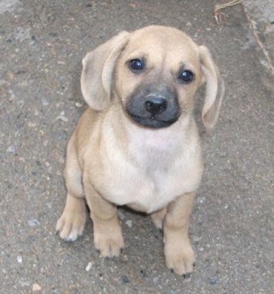 Adozione cani e lotta al randagismo