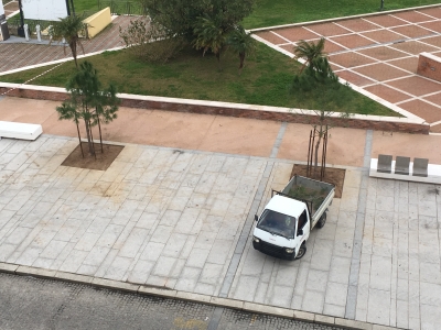 Via Manno, riqualificazione e arredo urbano: messi a dimora quattro nuovi alberi di pino